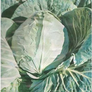 Compra COL CORAZÓN DE BUEY GRANDE (100 gr.). en la tienda online Fito Agrícola