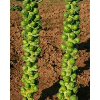 Compra COL DE BRUSELAS DOLORES F1 (2.500 Semillas). en la tienda online Fito Agrícola