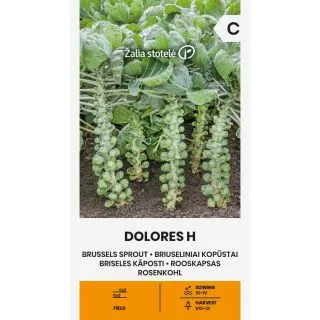 Compra COL DE BRUSELAS DOLORES F1 (1 gr. - Cerca de 25 Semillas). en la tienda online Fito Agrícola