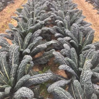 Compra COL KALE MAMBA F1 (10.000 Semillas) en la tienda online Fito Agrícola