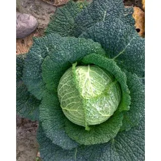 Compra COL MEDIOLANUM F1 (2.500 semințe). en la tienda online Fito Agrícola