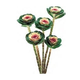 Compra COL ORNAMENTAL CRANE F1 BICOLOR (1000 Semillas). en la tienda online Fito Agrícola