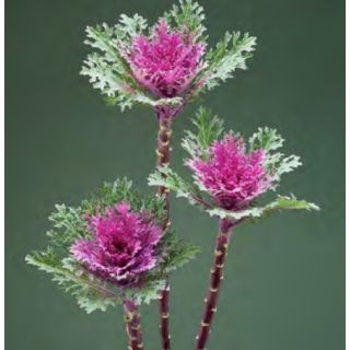 Compra COL ORNAMENTAL CRANE F1 FEATHER QUEEN Pildorada (1000 Semillas). en la tienda online Fito Agrícola