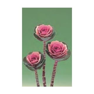 Compra COL ORNAMENTAL CRANE F1 ROSA (1000 Semillas). en la tienda online Fito Agrícola