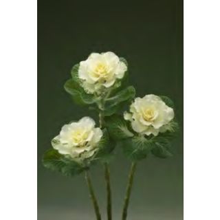 Compra COL ORNAMENTAL FLARE F1 WHITE Pildorada (1000 Semillas). en la tienda online Fito Agrícola