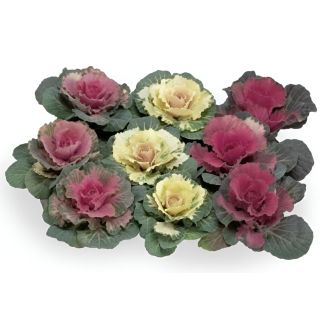 Compra COL ORNAMENTAL ONLULADA MIX (144 Plantas). en la tienda online Fito Agrícola