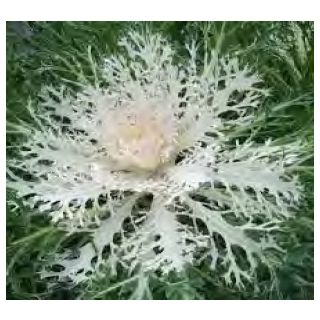 Compra COL ORNAMENTAL PEACOCK F1 BLANCA (1000 Semillas). en la tienda online Fito Agrícola