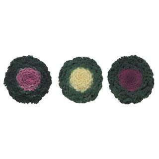 Compra COL ORNAMENTAL RIZADA MIX (144 Plantas). en la tienda online Fito Agrícola