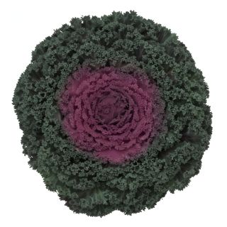 Compra COL ORNAMENTAL RIZADA ROJA (144 Plantas). en la tienda online Fito Agrícola