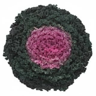 Compra COL ORNAMENTAL RIZADA ROSA (144 Plantas). en la tienda online Fito Agrícola