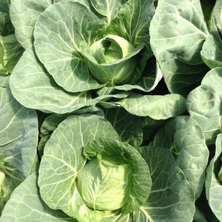 Compra COL RAPIDION F-1 (1.000 Semillas) en la tienda online Fito Agrícola