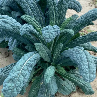 Compra COL LACINIATO NERO DI TOSCANA (2.500 Semillas). en la tienda online Fito Agrícola