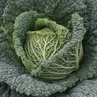 Compra COL PROVIDENCE F1 (10.000 semințe) en la tienda online Fito Agrícola