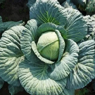 Compra COL SV3336BJ F-1 (1.000 Semillas) en la tienda online Fito Agrícola