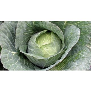 Compra COL TAURUS F1 (2.500 Semillas) en la tienda online Fito Agrícola