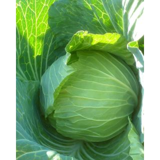 Compra COL TEOLO F1 (2.500 Semillas). en la tienda online Fito Agrícola