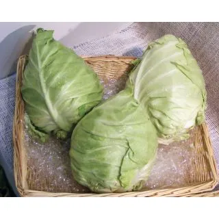 Compra COL VORTICE F1 (10.000 Semillas). en la tienda online Fito Agrícola