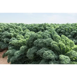 Compra COL KALE WINTERBOR F-1 Precisión NCC (2.500 Semillas). en la tienda online Fito Agrícola