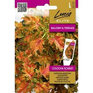 Compra COLEUS BLUMEI COLOCHA SCARLATA (25 semințe). en la tienda online Fito Agrícola