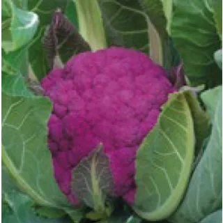 Compra COLIFLOR GRAFFITI (2.500 Semillas) en la tienda online Fito Agrícola