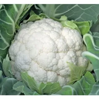 Compra COLIFLOR EDDUS F1 Calibrada (2.500 Semillas) en la tienda online Fito Agrícola