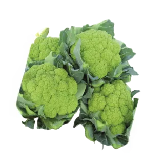 Compra COLIFLOR FANGIO F-1 Peliculada (2.500 Semillas) en la tienda online Fito Agrícola