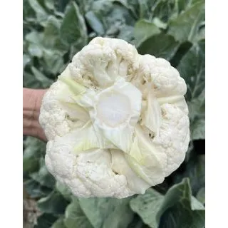 Compra COLIFLOR FIOCCO F1 (2.500 Semillas). en la tienda online Fito Agrícola