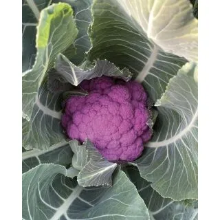 Compra COLIFLOR FIORVIOLA F1 (2.500 Semillas). en la tienda online Fito Agrícola