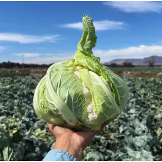Compra COLIFLOR FLORTRES RZ Precisión (2.500 Semillas). en la tienda online Fito Agrícola