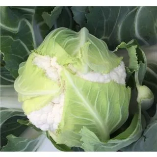 Compra COLIFLOR FREEDOM F1 (2.500 Semillas) en la tienda online Fito Agrícola