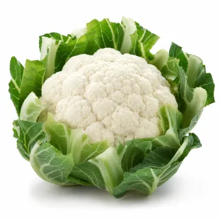 Compra CONOPIDA GALIOTE F1 PELICULATA (2.500 semințe) en la tienda online Fito Agrícola
