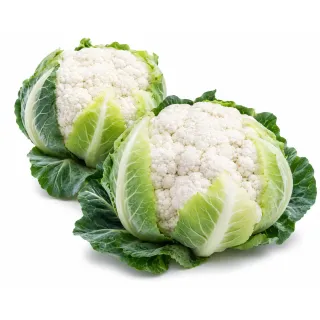 Compra CONOPIDA ITALIS F1 PRECISA (2.500 semințe). en la tienda online Fito Agrícola