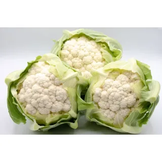 Compra CONOPIDA MARSEILLE F1 (2.500 semințe) en la tienda online Fito Agrícola