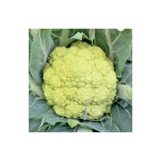 Compra COLIFLOR MIRIN F1 (2.500 Semillas) en la tienda online Fito Agrícola