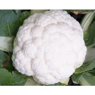 Compra CONOPIDA NEBULA F1 (2500 semințe). en la tienda online Fito Agrícola