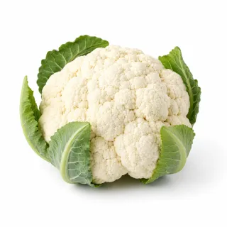 Compra CONOPIDA OBITO F1 PELICULAT (10.000 semințe) en la tienda online Fito Agrícola