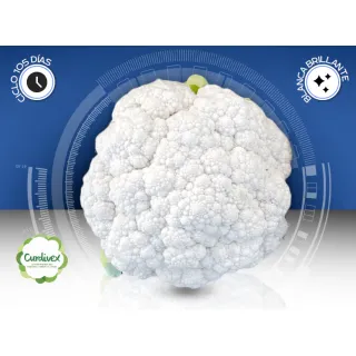 Compra COLIFLOR SUERTEX F1 (2.500 Semillas) en la tienda online Fito Agrícola