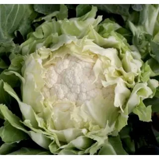 Compra COLIFLOR TALVENA F1 (5.000 Semillas) en la tienda online Fito Agrícola