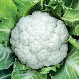 Compra COLIFLOR VALES F1 (2.500 Semillas) en la tienda online Fito Agrícola