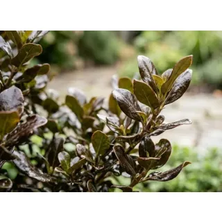 Compra COPROSMA (84 Plante) en la tienda online Fito Agrícola