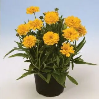 Compra COREOPSIS EARLY SUNRISE (1000 semințe). en la tienda online Fito Agrícola