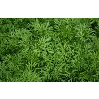 Compra CILANTRO CONFETTI Sin Tratar (100.000 Semillas) en la tienda online Fito Agrícola