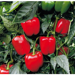 Compra PIMIENTO COROZAL F1 (1000 Semillas) en la tienda online Fito Agrícola