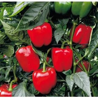 Compra ARDEI COROZAL F1 (1000 semințe) en la tienda online Fito Agrícola