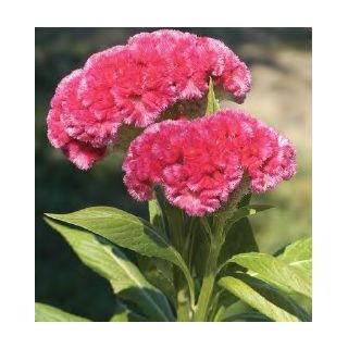 Compra CRESTA DE GALLO CHIEF ROSADO (1000 Semillas). en la tienda online Fito Agrícola