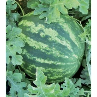 Compra SANDÍA CRIMSON SWEET (5.000 Semillas). en la tienda online Fito Agrícola