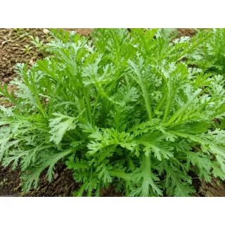 Compra CRISANTEM GARLAND FRUNZĂ MICĂ Netratat (1.000.000 Semințe) en la tienda online Fito Agrícola