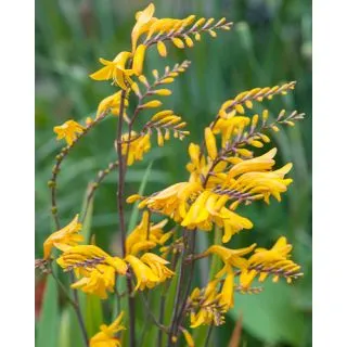 Compra CROCOSMIA GEORGE DAVISON (100 Unid.). en la tienda online Fito Agrícola