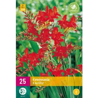 Compra CROCOSMIA LUCIFER XXL en la tienda online Fito Agrícola