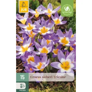 Compra CROCUS SIEBERI TRICOLOR en la tienda online Fito Agrícola